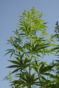 Hanf - Cannabis