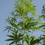 Hanf - Cannabis