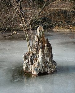 Alte Baumstümpfe bilden Skulpturen
