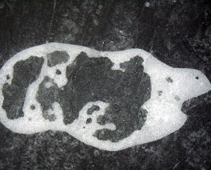 Wassertierchen mit offenem Innenleben