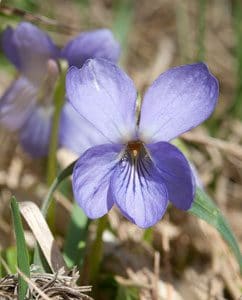 Duftendes Veilchen