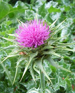 Blüte der Mariendistel