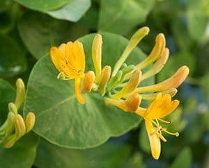 Geissblattblüte mit den typisch runden Blättern