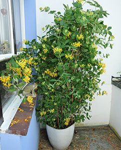 Das Geißblatt hat den Balkon bald ausgefüllt