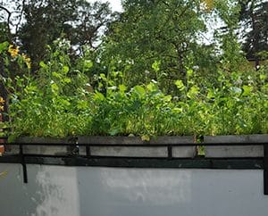 Wildblumen auf dem Balkon