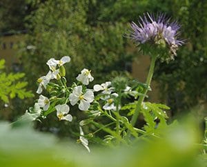 wildblumen2