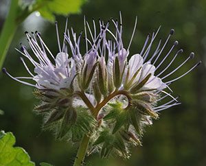 Bienenweide