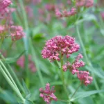 Rote Spornblume
