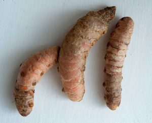 Frische Kurkuma-Wurzel