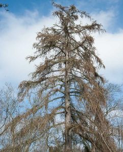 Lärche im Frühling