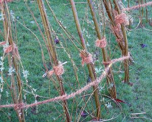 Frische Weidenäste schlagen aus und werden grün