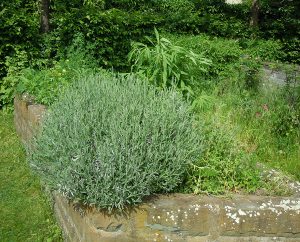 Lavendel im gemauerten Hochbeet
