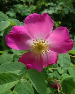 Wildrosen und Gartenrosen im Rosenhain