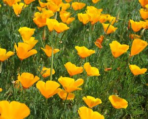 Kalifornischer Goldmohn