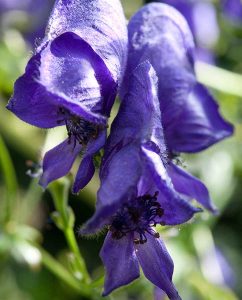 Blauer Eisenhut oder Sturmhut