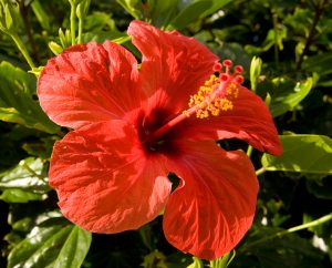 Hibiskus-Blüte
