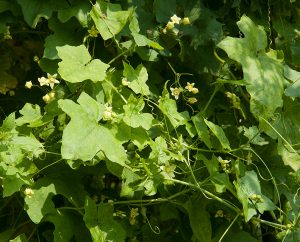 Zaunrübe (Bryonia cretica)