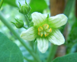 Zaunrübe Blüte