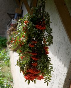 Vogelbeeren sind gerade reif