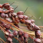 Hirse: Gesundes, nahrhaftes Getreide