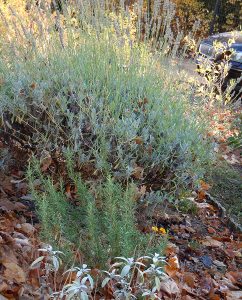 Lavendel, Rosmarin, Salbei