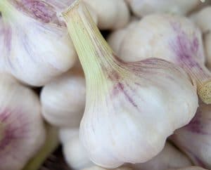 Frischer Knoblauch