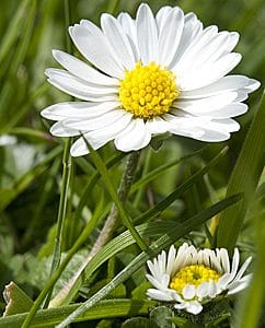Bitterstoffe im Gänseblümchen