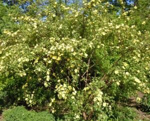 Rosen sind Bestandteil eines Bauerngartens