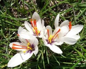 "Crocus