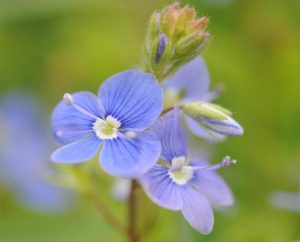 Ehrenpreis-Blüten
