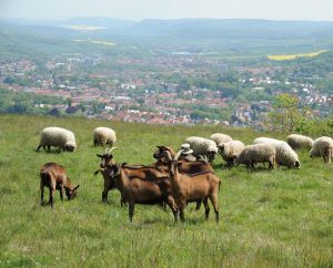 Ziegen auf dem Frauenberg