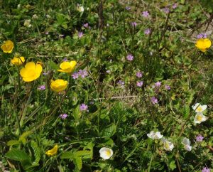 Walderdbeeren und Stinkender Storchenschnabel