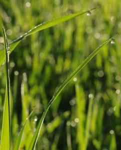 Gras mit Tautropfen