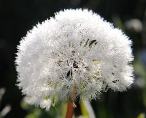Taubetropfter Löwenzahn