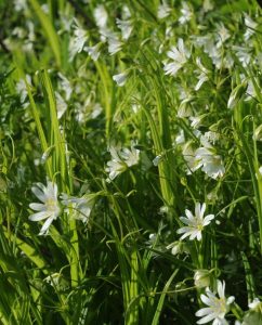Wiesenschaumkraut