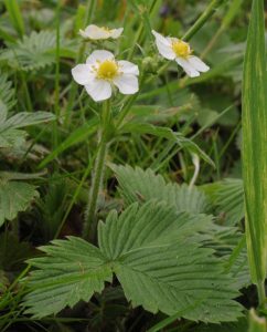 Blühende Walderdbeeren