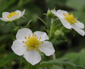 Blüten der Walderdbeeren