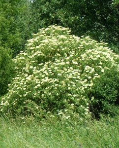 Holunderbusch