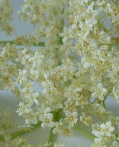 Holunderblüten