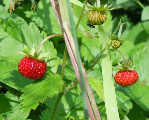 Walderdbeeren