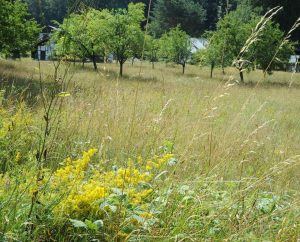 Immerhin: Unter den Obstbäumen dürfen Heilpflanzen wachsen