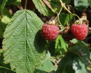 Wald-Himbeeren