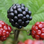 Brombeeren