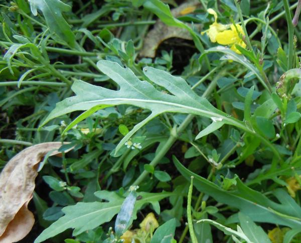Wilde Rucola Scharf und knackig eine eingewanderte Pflanze Wilde Rucola