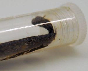 Empfindliche Verpackung für empfindliche Vanille-Schote