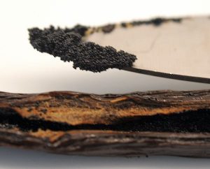 Samen aus der ölig, wohlriechenden Schote
