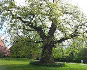 Bachblütentherapie