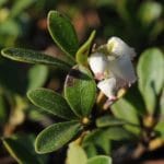 Bärentraubenblüte