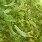 Lindenblüten
