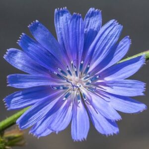 Wegwarte: Die blaue Blume der Romantik ...